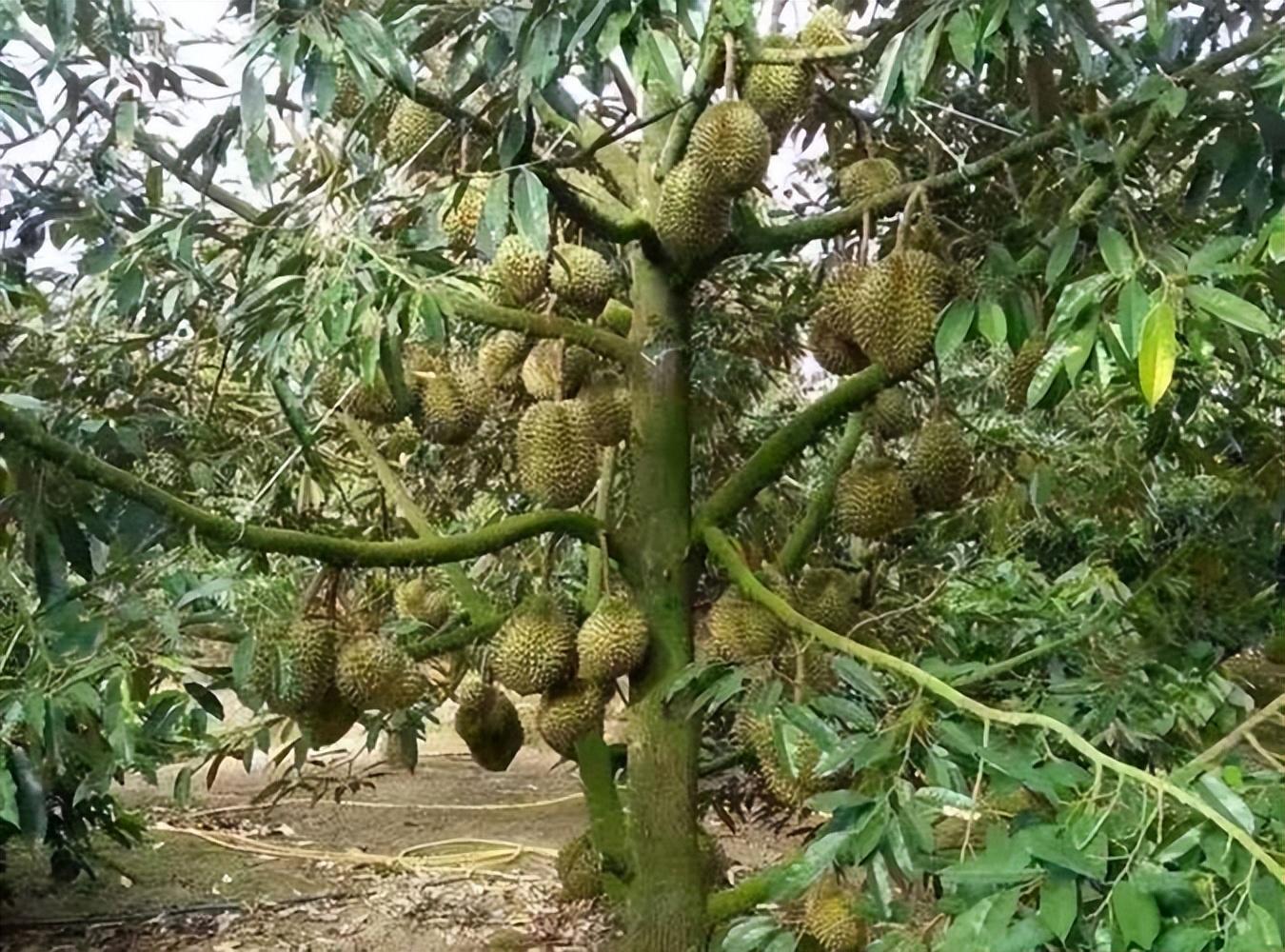 椰磚可以種多肉嗎_種多肉可以椰磚種植嗎_種多肉可以椰磚澆水嗎